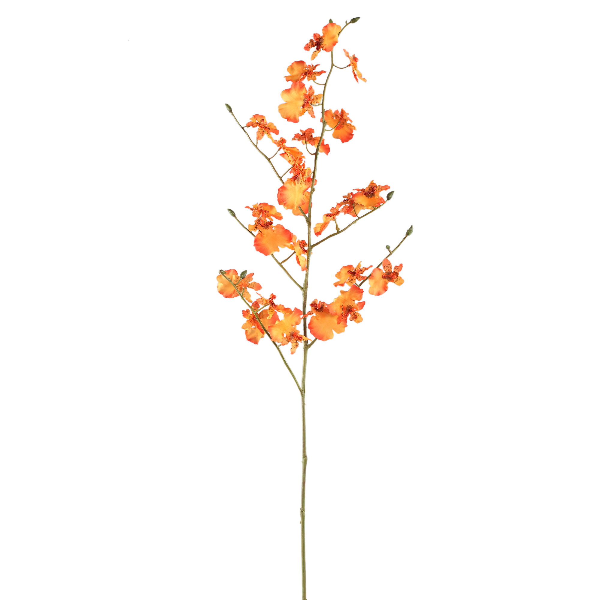 Orchidée — Orange