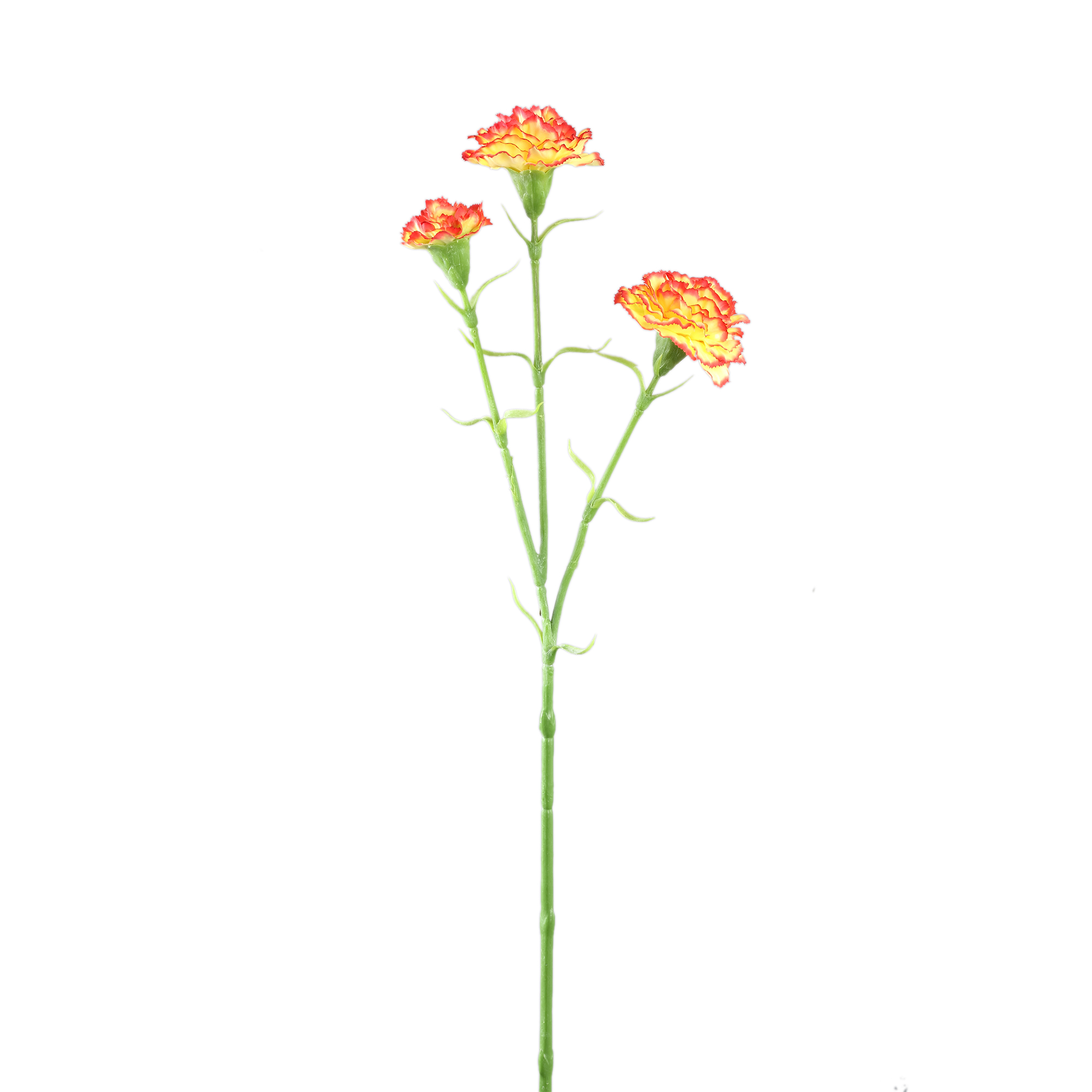 Œillet — Orange