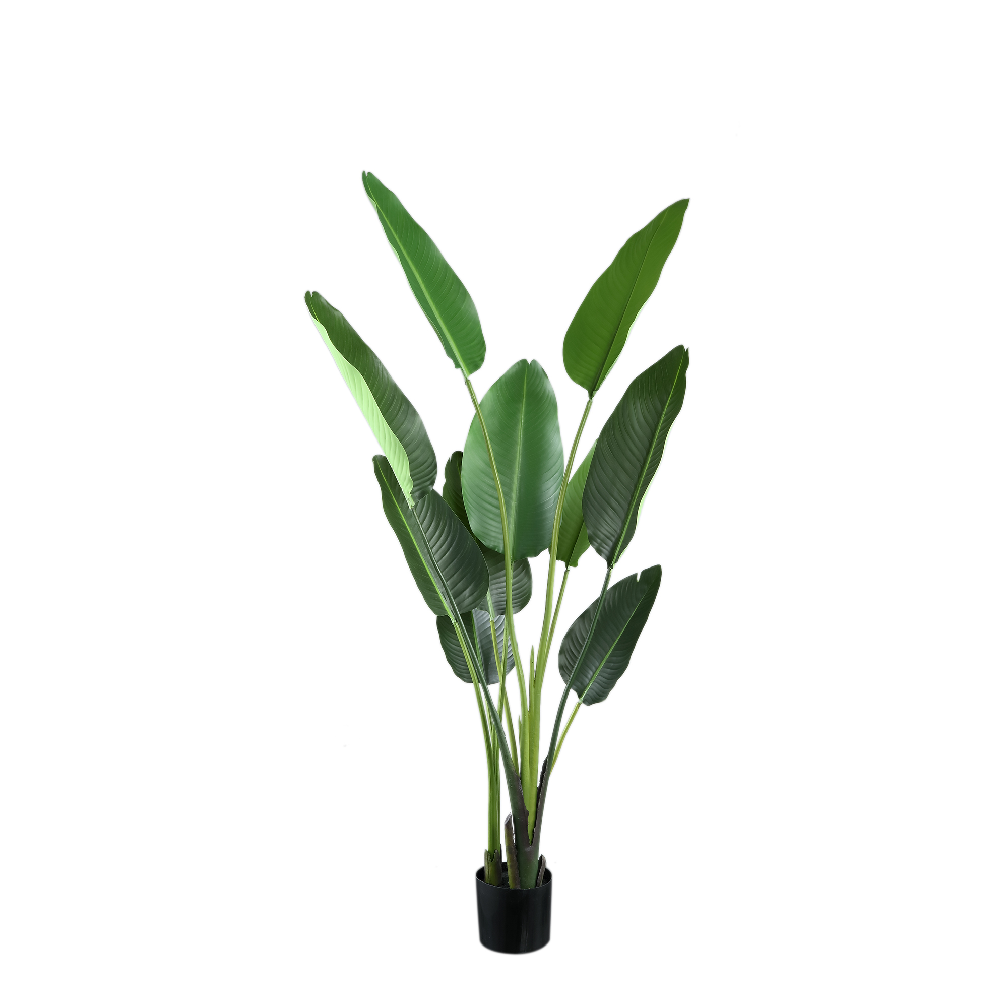 Strelitzia