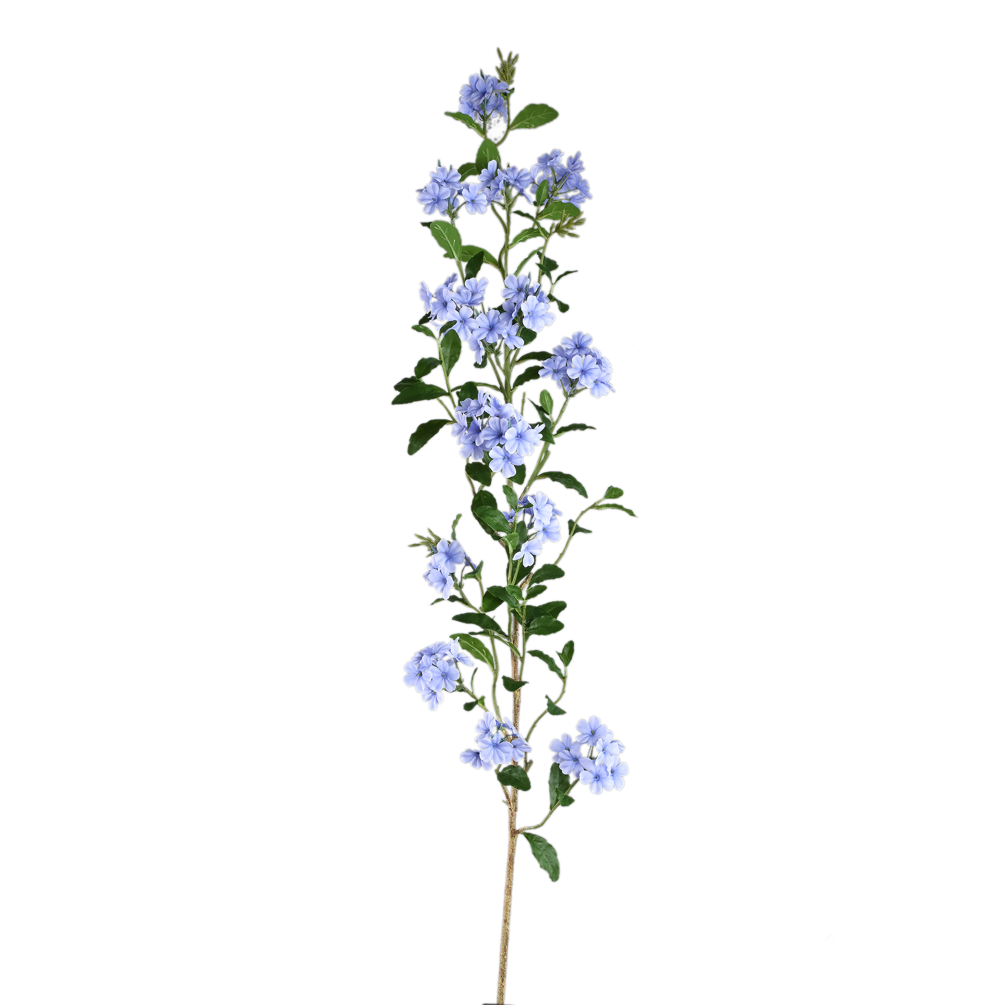 Plumbago — Bleu