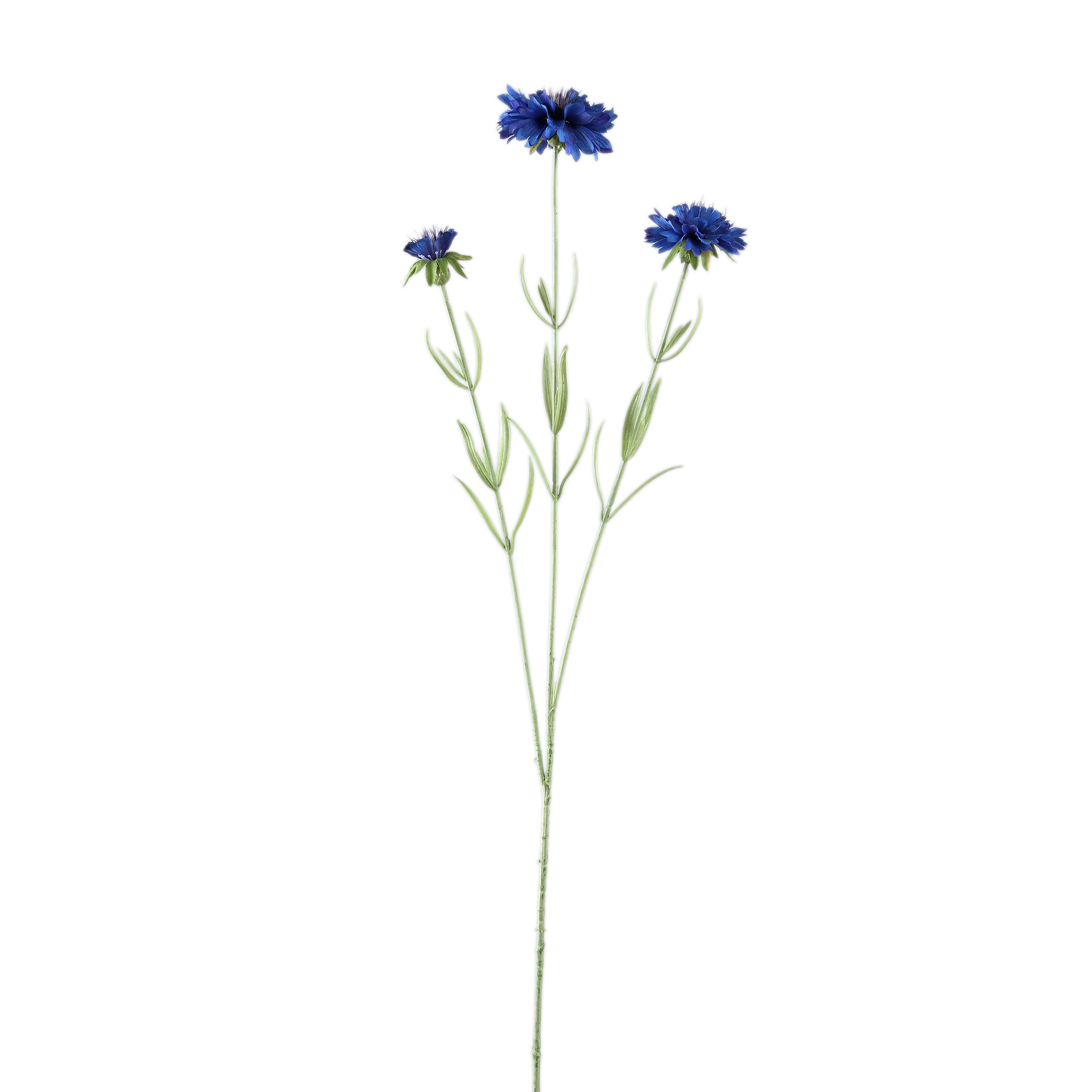 Bleuet — Bleu