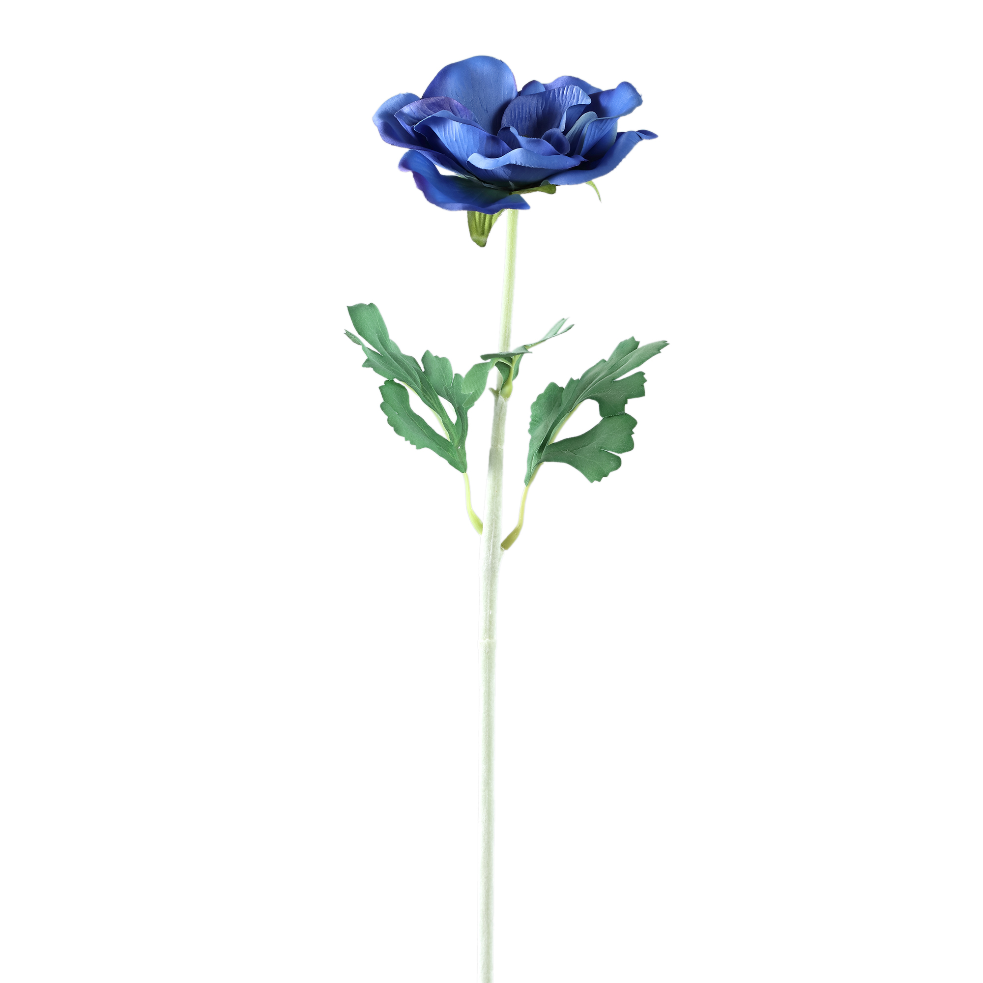 Anémone — Bleue