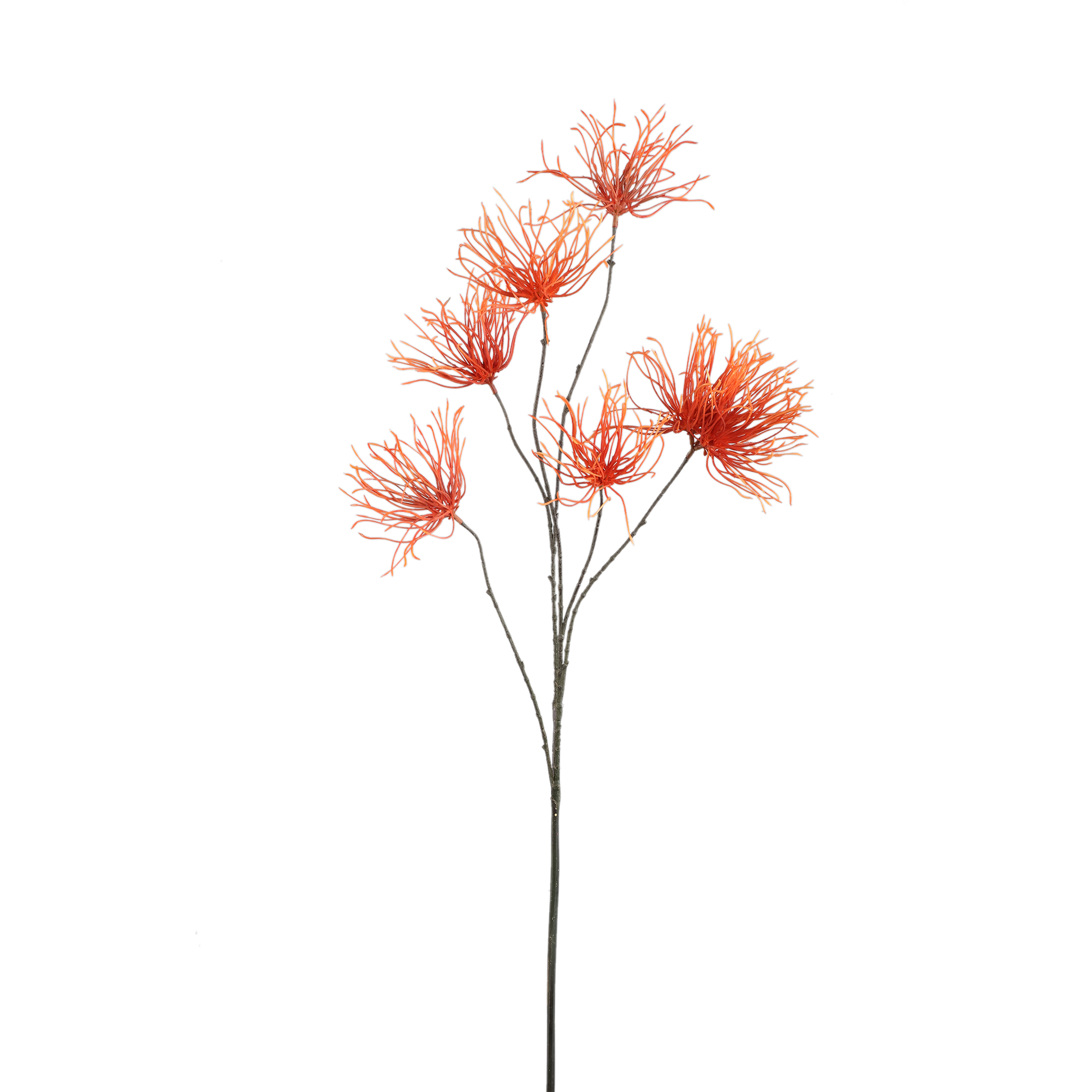 Grevillea — Orange