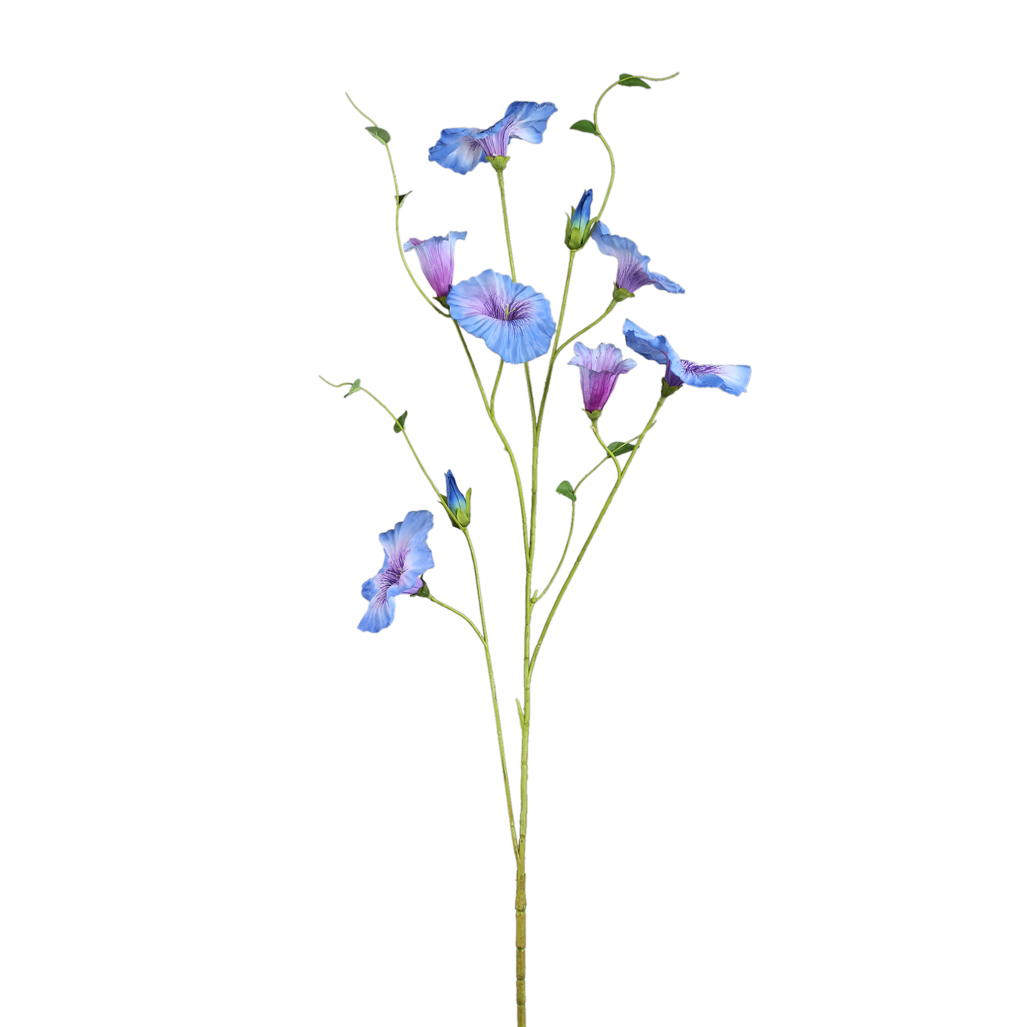 Liseron — Bleu