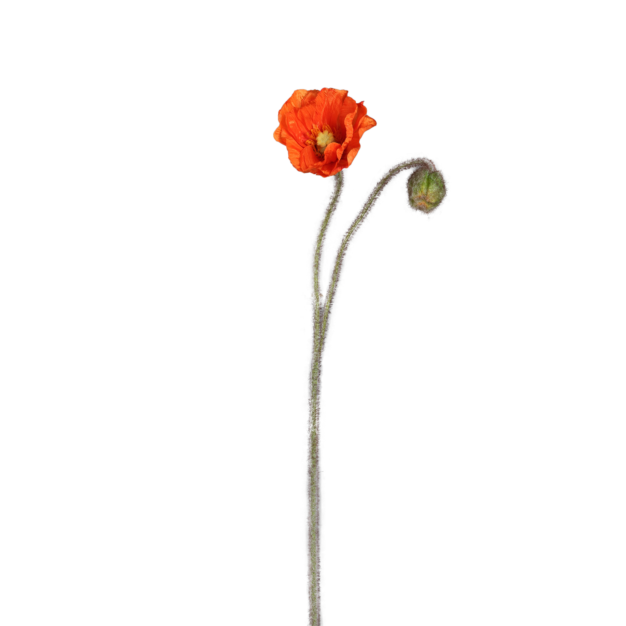 Coquelicot — Orange