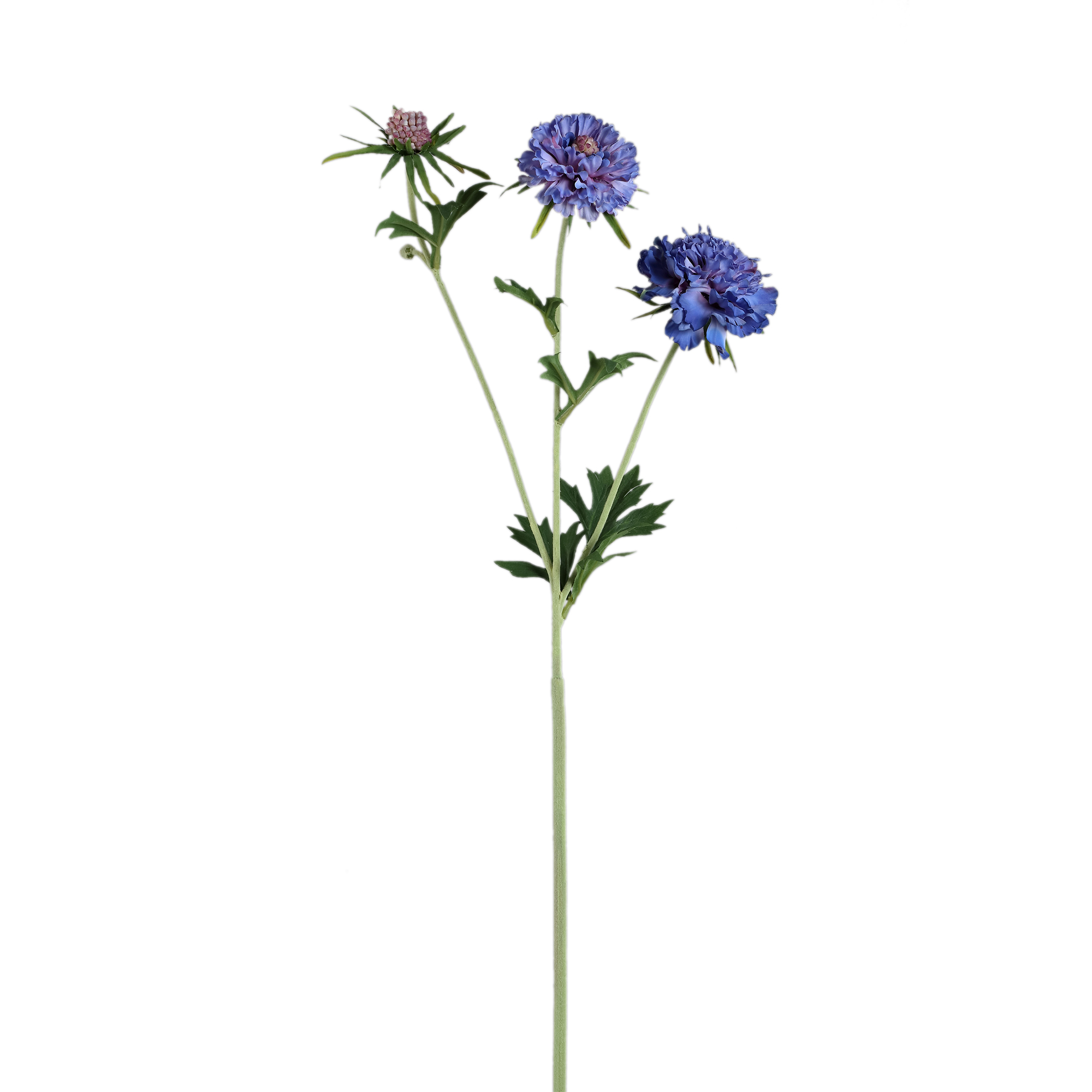 Scabieuse — Bleue