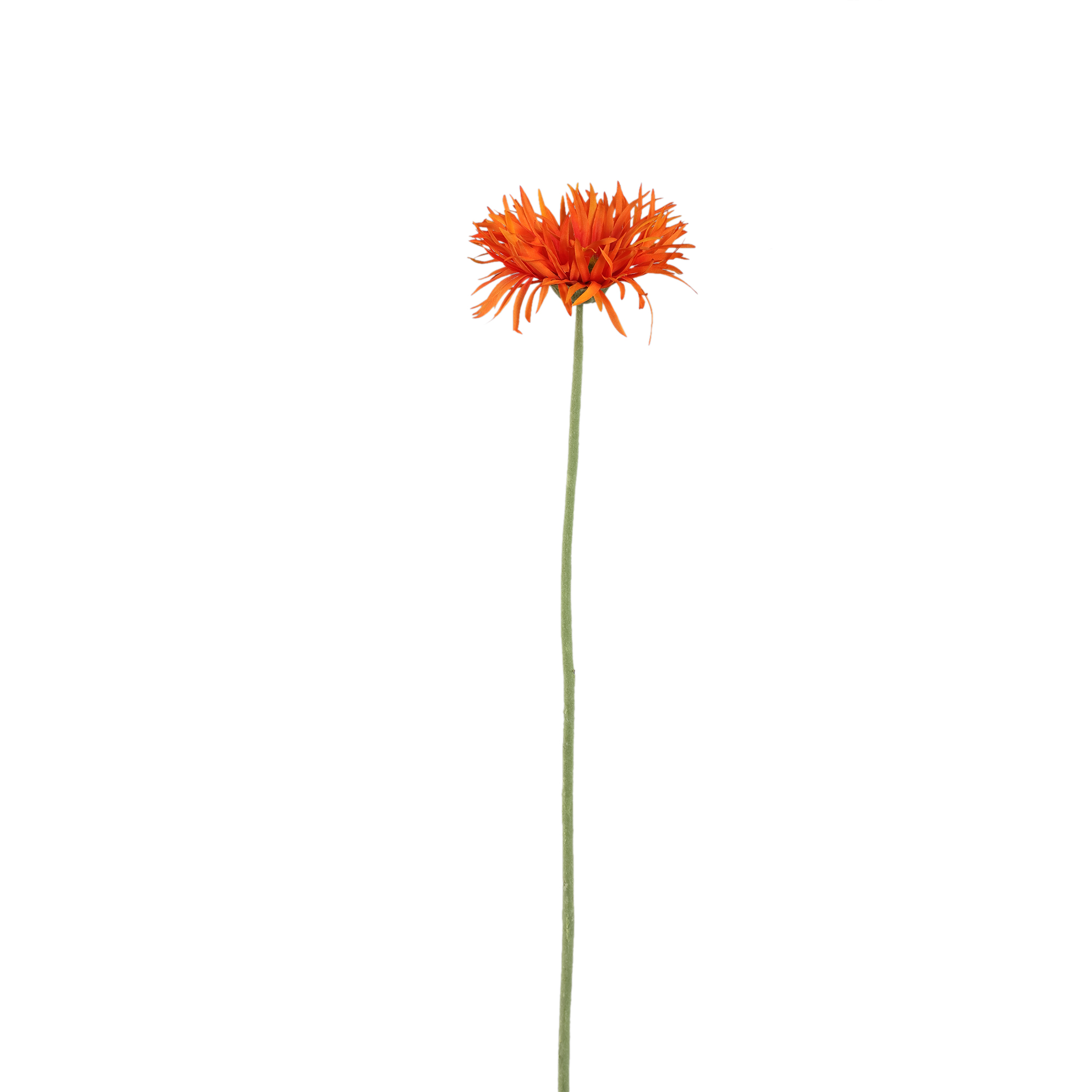 Gerbera — Orange