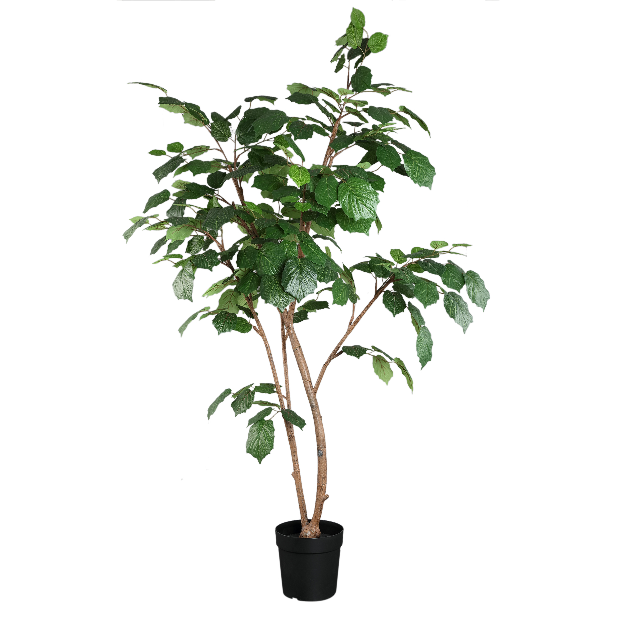 Arbre — Vigne verte