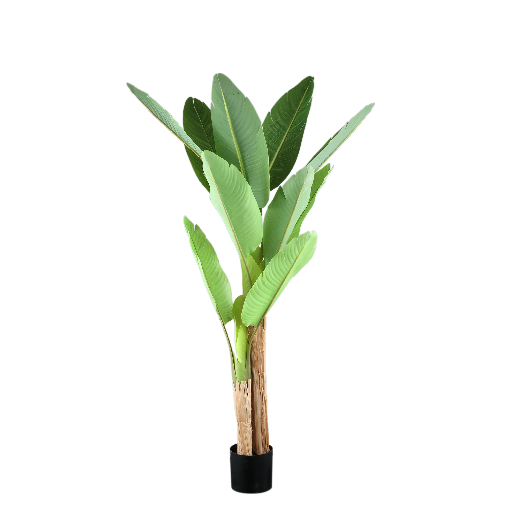 Plante Tree Banana