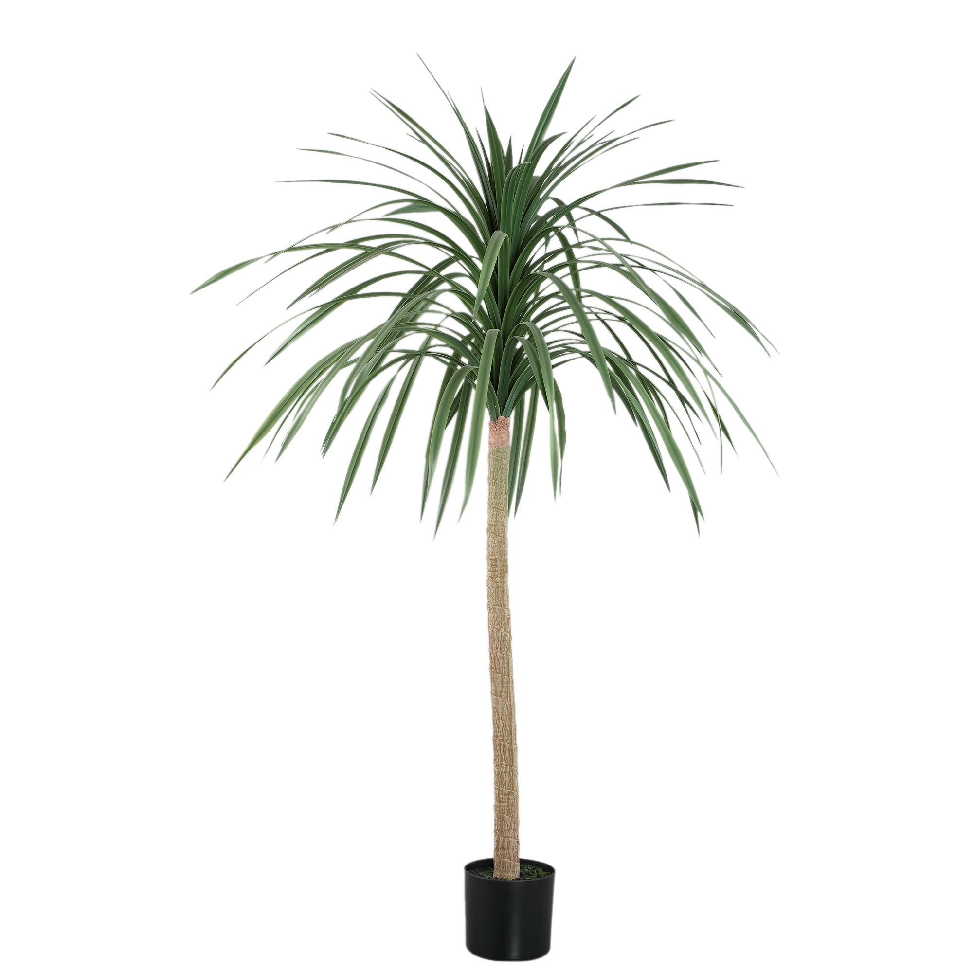 Plante Tree
