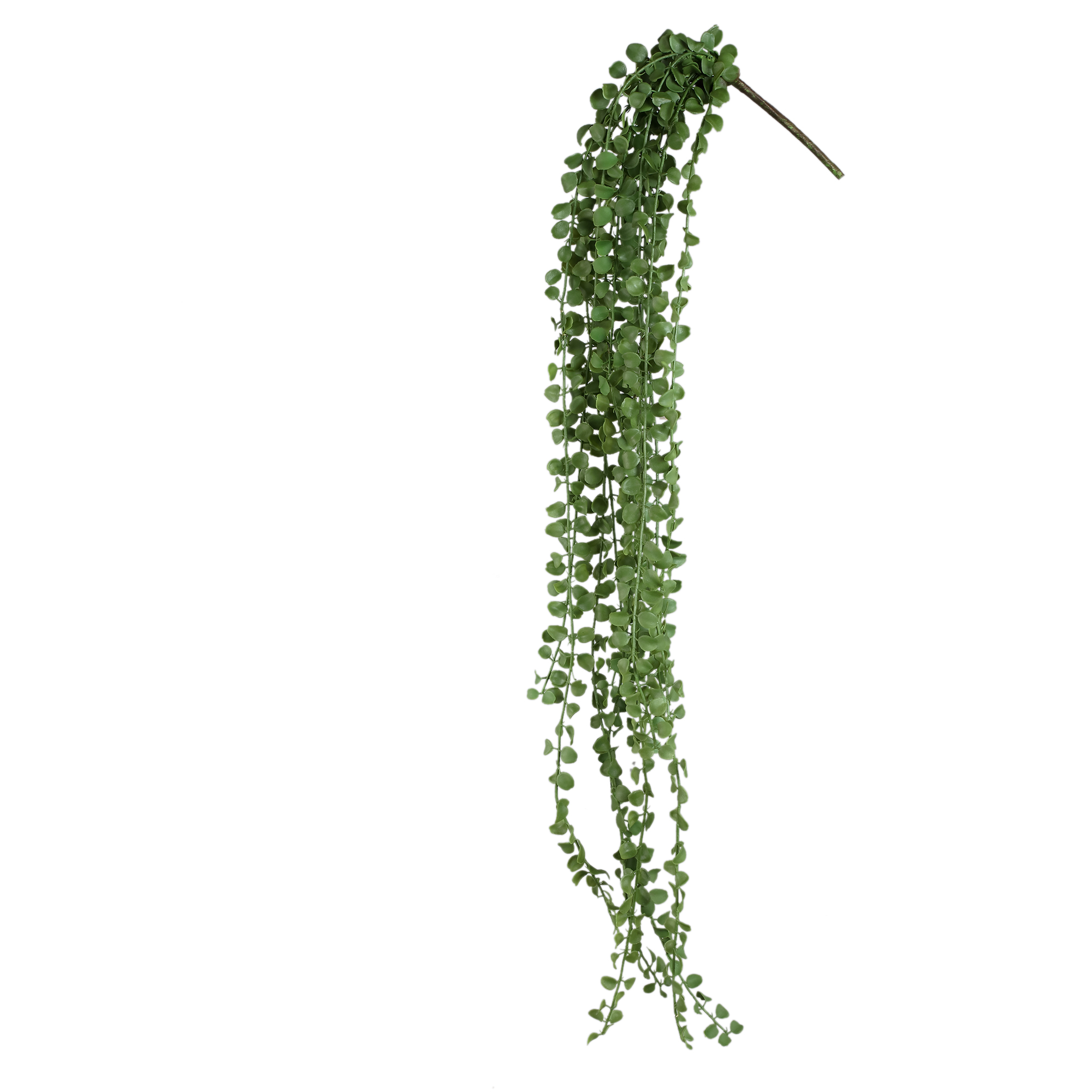 Plante — Succulente