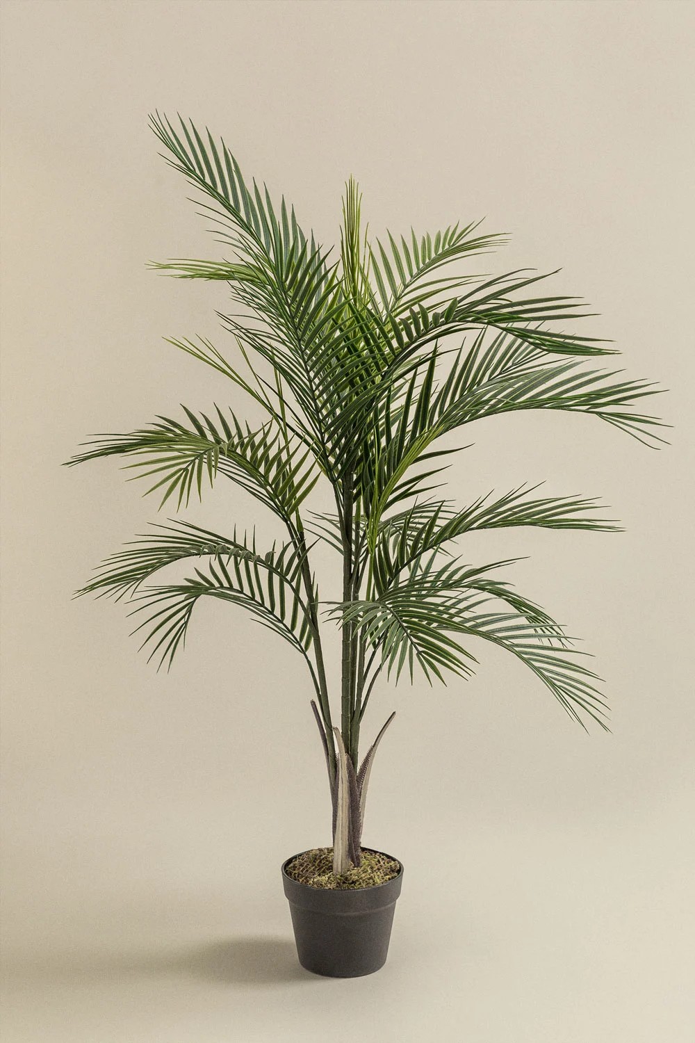 Palmier Kentia