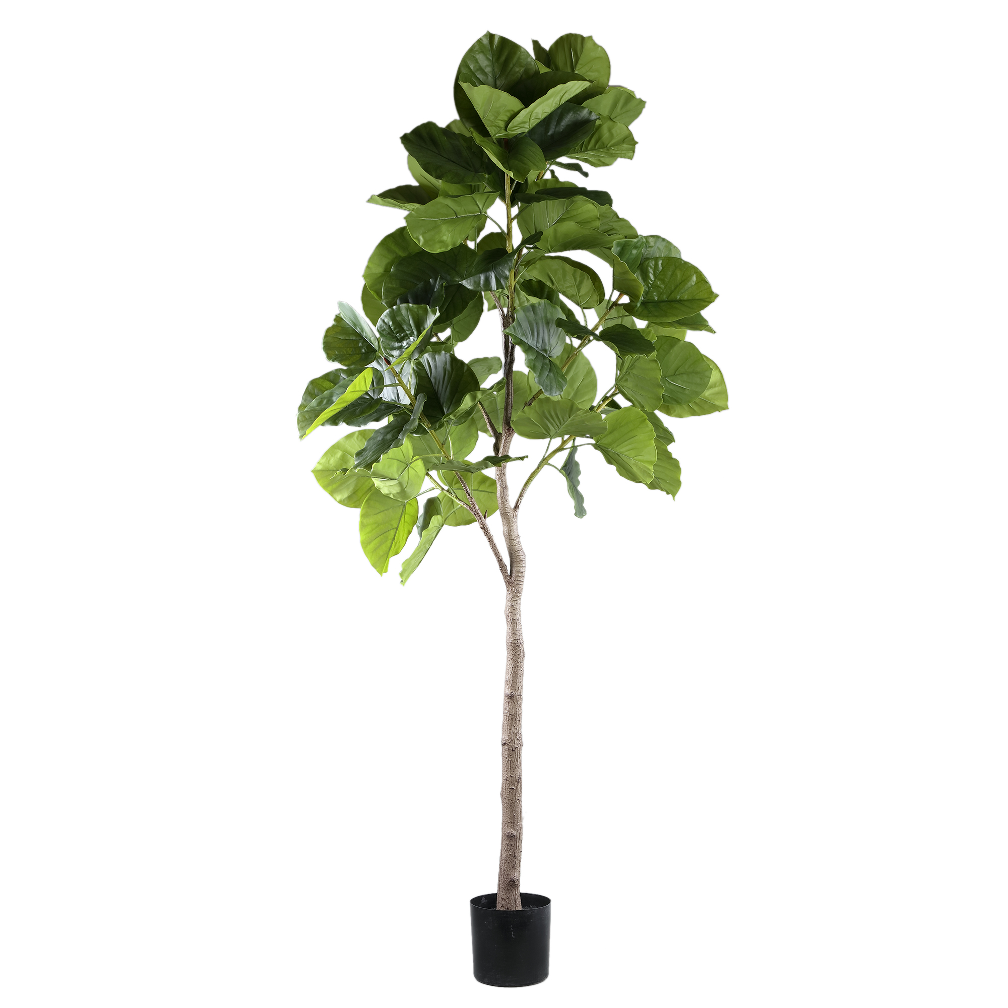 Tree Green ficus tree in pot L